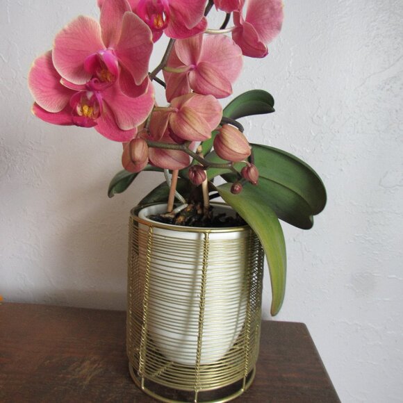 Gold Metal Plant Holder - Picture 1 of 5